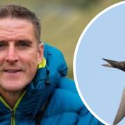Iolo Williams has given his backing to volunteers trying help the Common Swift in Powys.