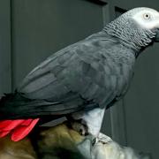 Jazz the parrot, who has been missing for several days.
