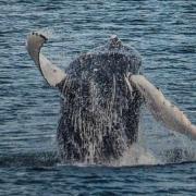The humpback was spotted off Fishguard Bay in the harbour area.