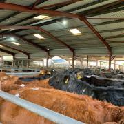 Store cattle sale at Bishops Castle Auction