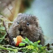 A water vole eating an apple.