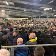 Farmers at Welshpool Livestock Market last week.