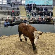 The record breaking Simmental steer in the sale ring at Shrewsbury Auction Centre.