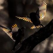 Birds photographed by Andrew Fusek-Peters with light beaming through their plumage