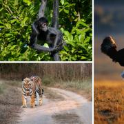 There are more than 2,700 dangerous wild animals living across the UK and Northern Ireland including lions, tigers and cobras.
