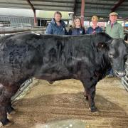 Wendy Morgan (second from right) of E. H. Pennie & Son with her champion steer and (from left) judge Garry Howells, Holly Page from sponsor Wynnstay Group and auctioneer James Evans, Halls director.