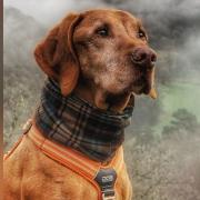 Hungarian Vizsla Deazel, 13, and from near Builth Wells, suffered a rare condition called neck tongue syndrome which has only been reported in humans.