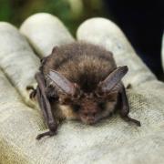 John Price admitted destroying the breeding site of brown long eared bats, a protected European species, at a property in Powys last July. Picture: Brian Cockerill