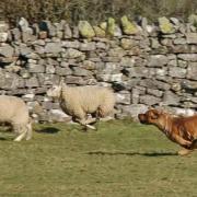Dog attacks on livestock are a major problem in rural areas.