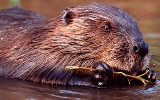 It is six months since the first beavers arrived at Cors Dyfi Nature Reserve. Photo: Montgomeryshire Wildlife Trust