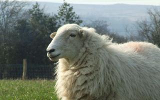 Around 150 ewes are said to have been stolen from farmland over the last 6-7 months