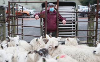 A farmer wearing a face mask looks at sheep at Knighton Livestock Market in Powys. Picture date: Thursday February 11, 2021. Pic: PA.