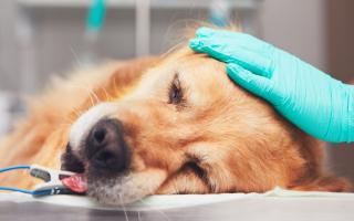 A case of Alabama Rot have been diagnosed in Kington, on the Powys border. Picture: Getty Images