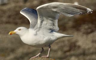Nesting gulls have been divebombing people in Newtown town centre.