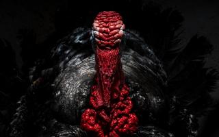 Jamie Smart's award-winning picture of a turkey wowed Chris Packham.