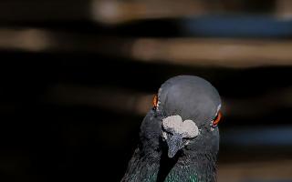 A pigeon from Scotland was returned home by a good Samaritan after being found in Powys.