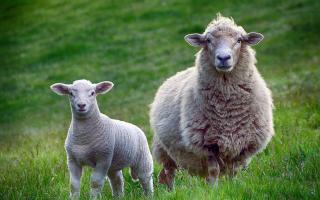A sheep and a lamb