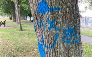The blue spray was stolen from a shed and used to graffiti trees and daub obscenities into grass
