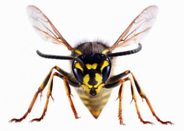 County Times: A wasp