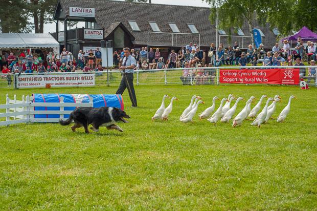 County Times:  Meirion Owen and his famous Quack Pack will be returning to the Smallholding and Countryside Festival
